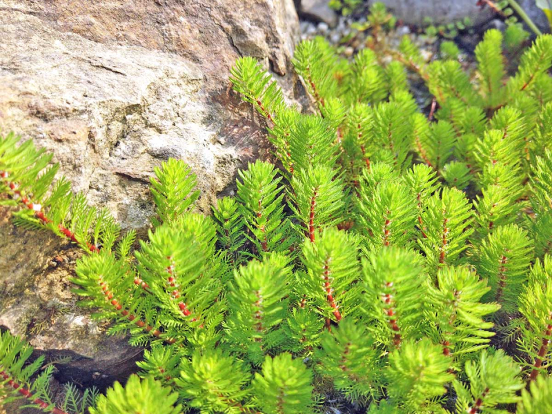 Tausendblatt - Myriophyllum hippuriodes